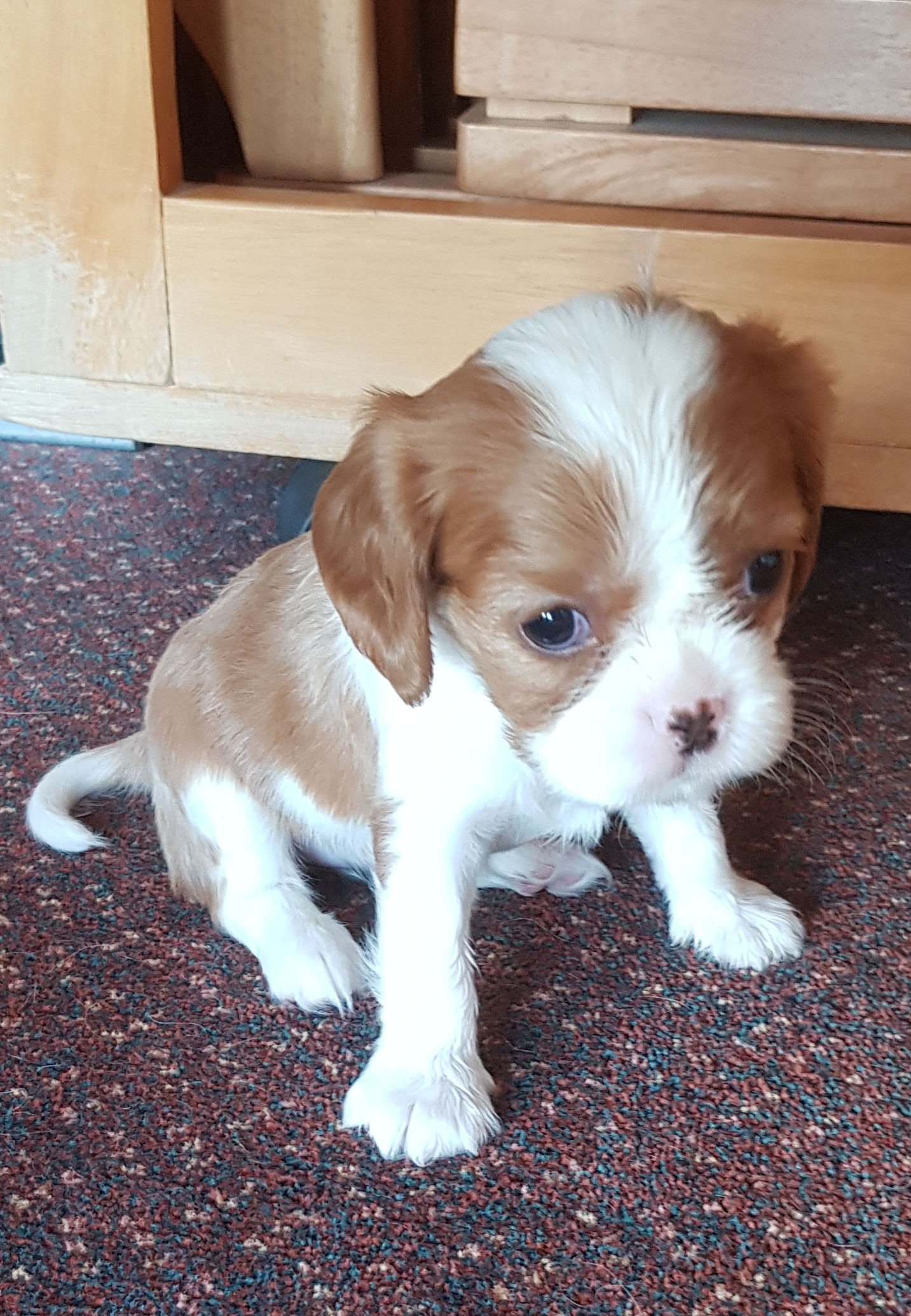 Mabel-5 Weeks Old.jpg